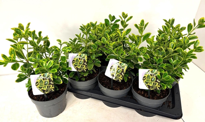 <h4>EUONYMUS JA MARIEKE</h4>