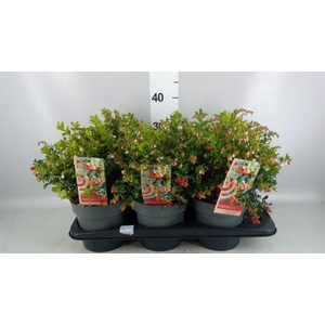 Vaccinium vitis-idaea 'Fireballs'