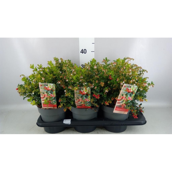 <h4>Vaccinium vitis-idaea 'Fireballs'</h4>