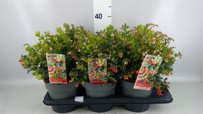 <h4>Vaccinium vitis-idaea 'Fireballs'</h4>