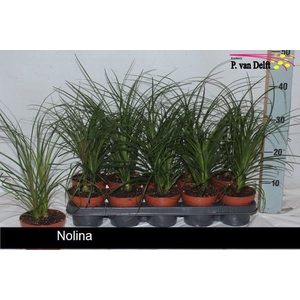 NOLINA