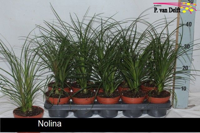 <h4>NOLINA</h4>