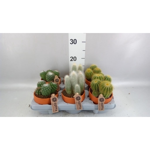 Cactus   ...mix