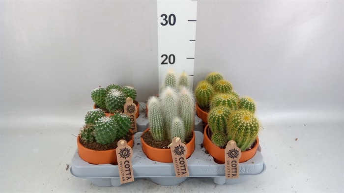 <h4>Cactus ...mix</h4>