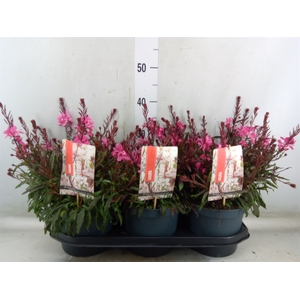 Gaura lindheimeri 'Gaudi lght Pink'