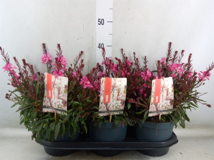 <h4>Gaura lindheimeri 'Gaudi lght Pink'</h4>