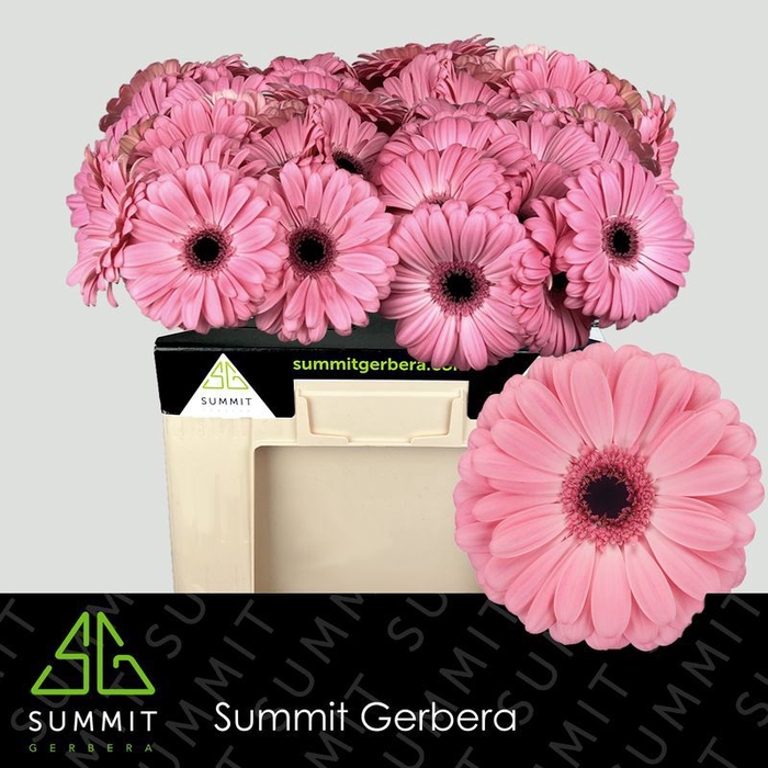 <h4>Gerbera Joyride Water</h4>