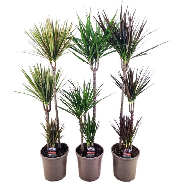 <h4>Dracaena marginata mix</h4>