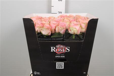 <h4>R Gr Sophia Loren</h4>