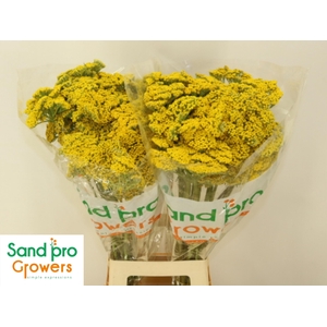 ACHIL F PARK VARIETY