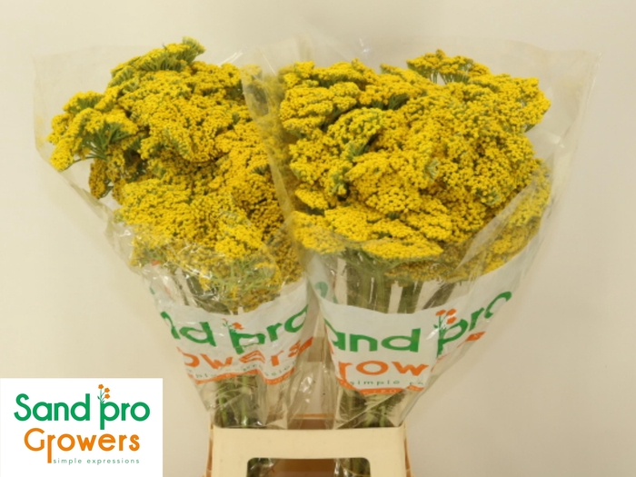 <h4>ACHIL F PARK VARIETY</h4>