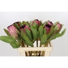 Protea Barbigera Early Mountain Queen