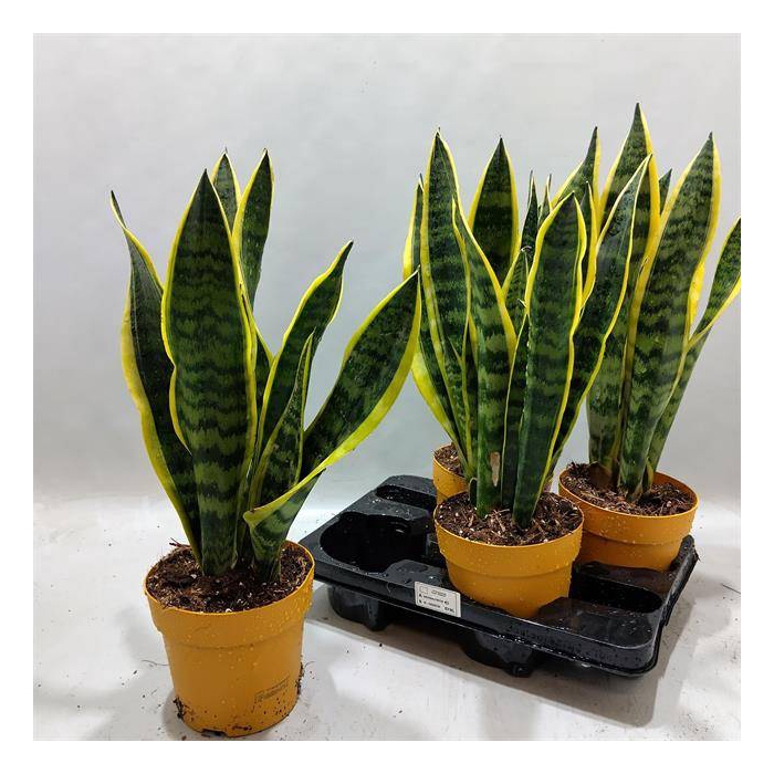 <h4>Sansevieria trifasciata Laurentii 15Ø 53cm</h4>