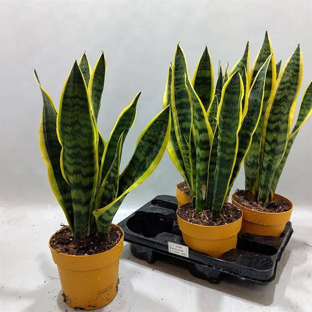Sansevieria trifasciata Laurentii 15Ø 53cm