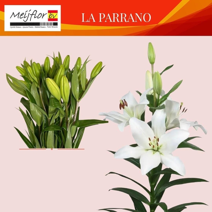 <h4>LI LA PARRANO</h4>