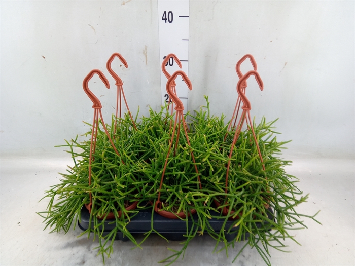 <h4>Rhipsalis pulchra</h4>