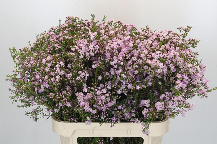 <h4>Chamelaucium Dancing Queen</h4>