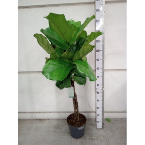 Ficus lyrata