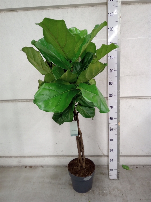 <h4>Ficus lyrata</h4>