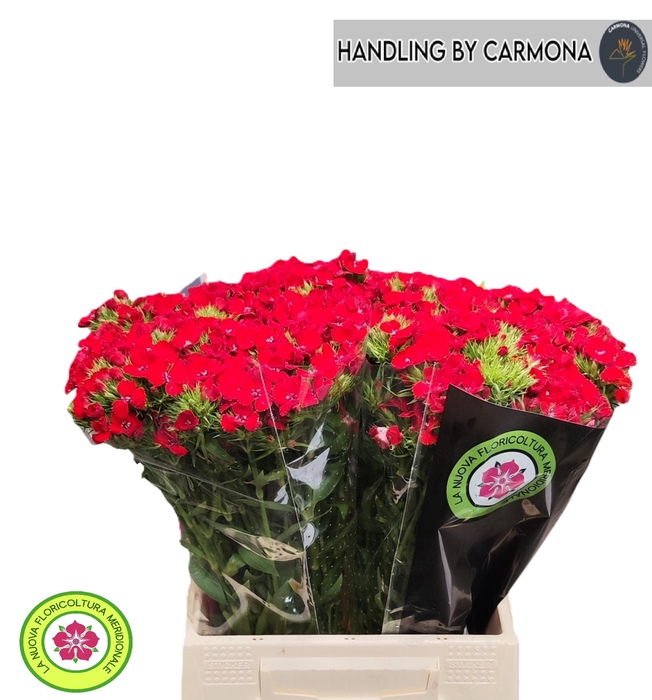 <h4>DI BARB BARON BRE</h4>