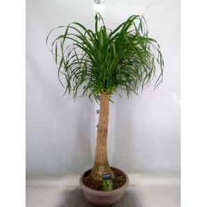 Beaucarnea recurvata