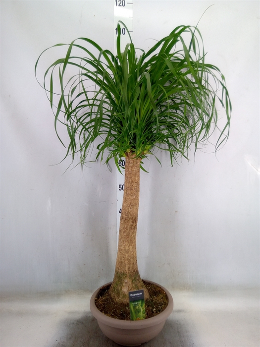 <h4>Beaucarnea recurvata</h4>
