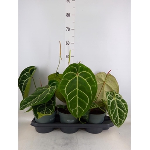 Anthurium crys. 'Karma Crystal Hyb'