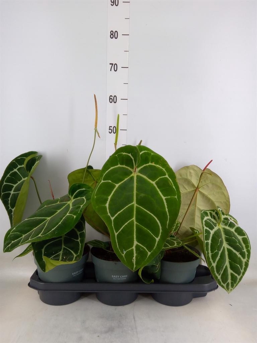 <h4>Anthurium crys. 'Karma Crystal Hyb'</h4>