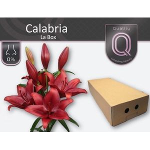 LI LA CALABRIA LA BOX 4+