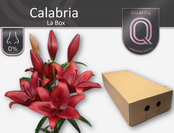 <h4>LI LA CALABRIA LA BOX 4+</h4>