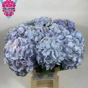<h4>HYDR M CH VERENA BL</h4>