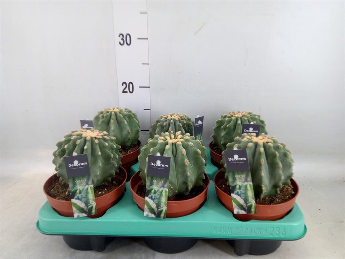 <h4>Cactus   ...</h4>