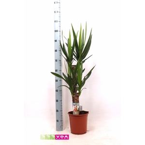 YUCCA