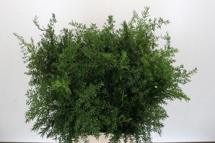 <h4>Asparagus Cwebe</h4>