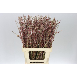 Salix G Pink Cushion