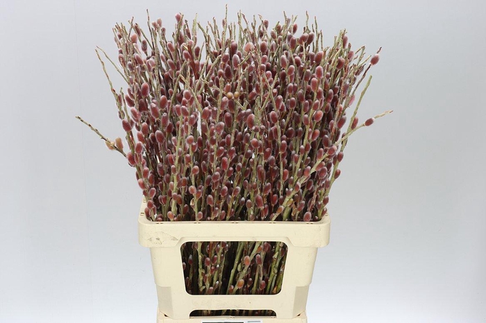 <h4>Salix G Pink Cushion</h4>