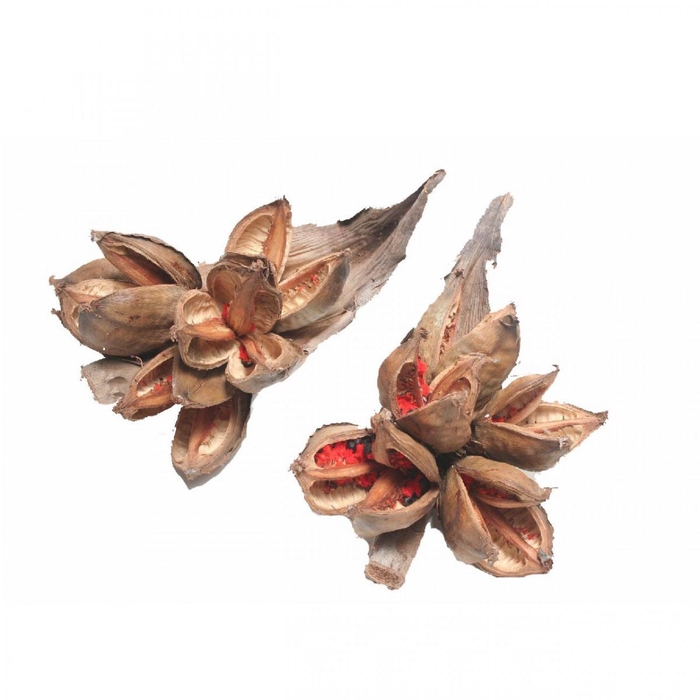 <h4>Droogdeco Sororoca penca 35cm</h4>