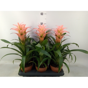 Guzmania  'Melissa'
