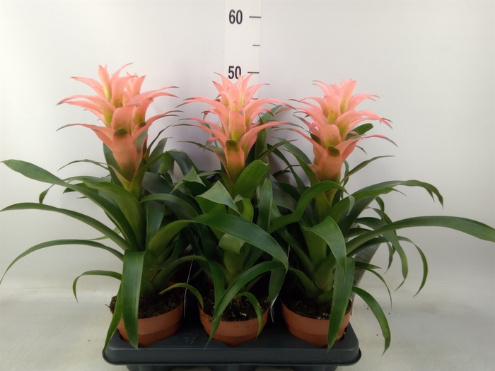<h4>Guzmania  'Melissa'</h4>