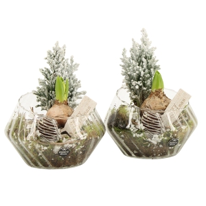 61967: X-mas arrangement