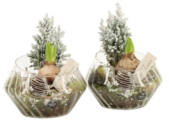 <h4>61967: X-mas arrangement</h4>