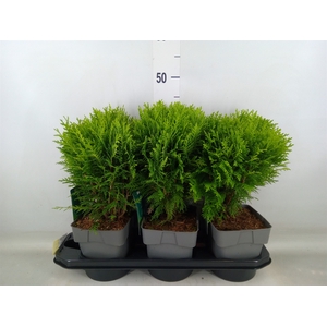 Thuja occid. 'Danica'