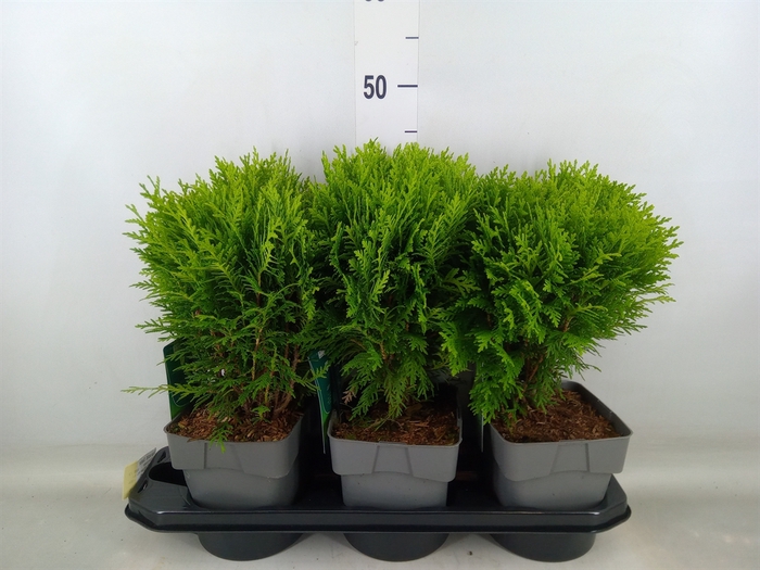 <h4>Thuja occid. 'Danica'</h4>
