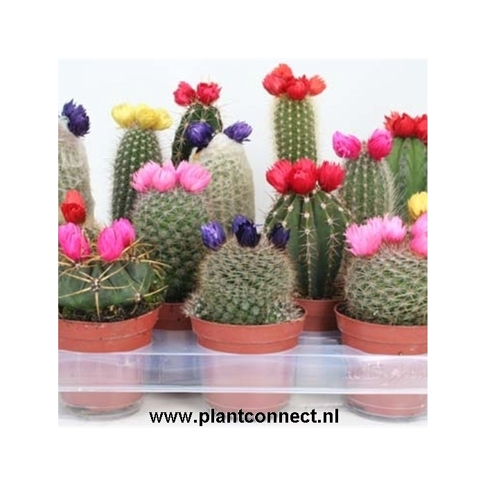 <h4>112 Sier (droogbloem) 8,5 cm</h4>