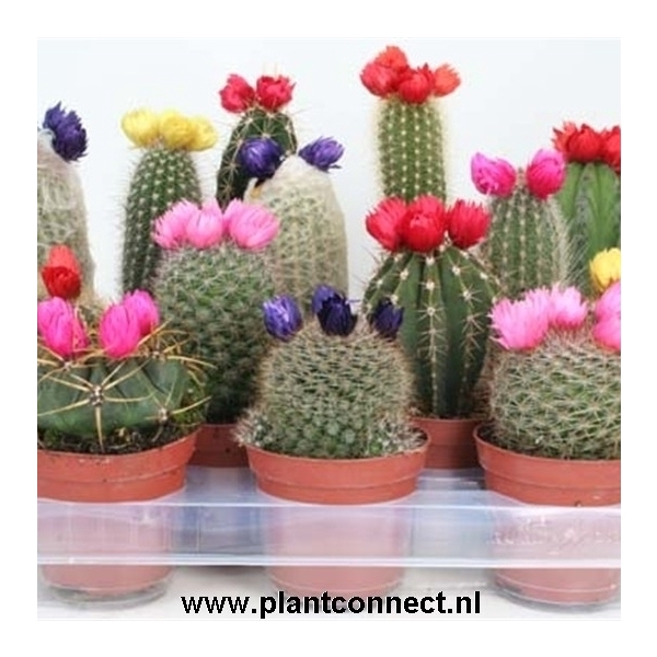 <h4>Cactus versierd Sier ( droogbloem</h4>