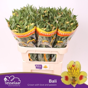 ALSTR BALI