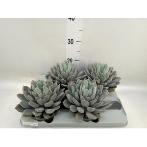 Pachyphytum  'Draco'