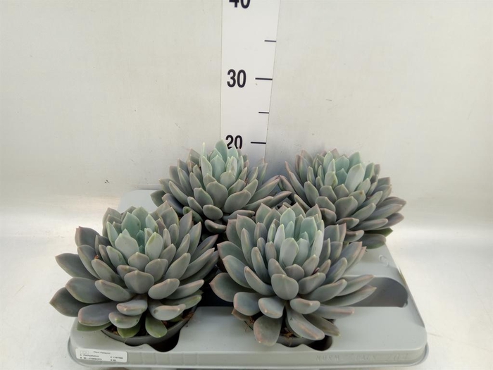 <h4>Pachyphytum  'Draco'</h4>
