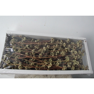 Ambernut Branch Nat. (50 pc)