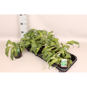 Allium ursinum (Daslook)